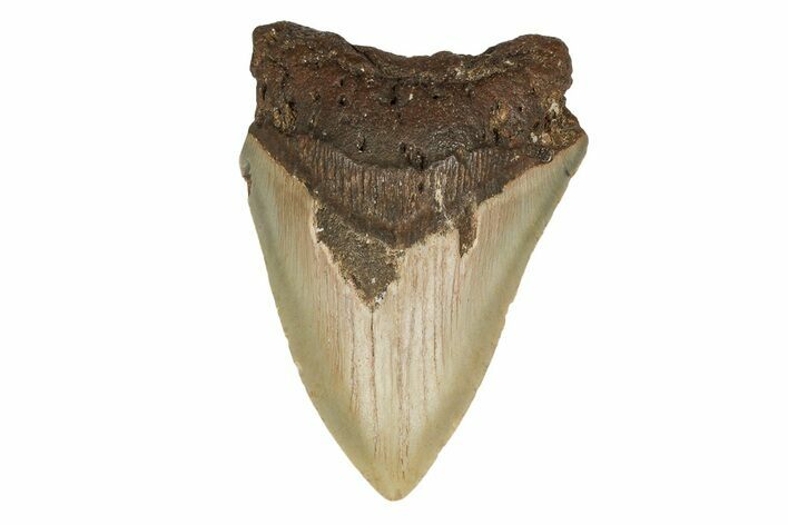 Fossil Megalodon Tooth - North Carolina #190680